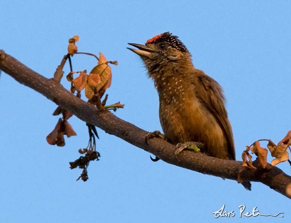 Spotted Piculet
